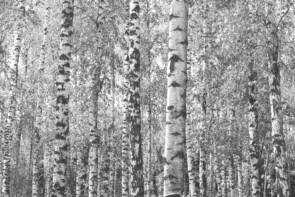 Obraz premium black-and-white photo with white birches
