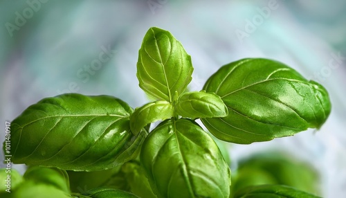 A close-up macro shot of Basil, focusing on the vibrant green leaves and their fine, delicate veins