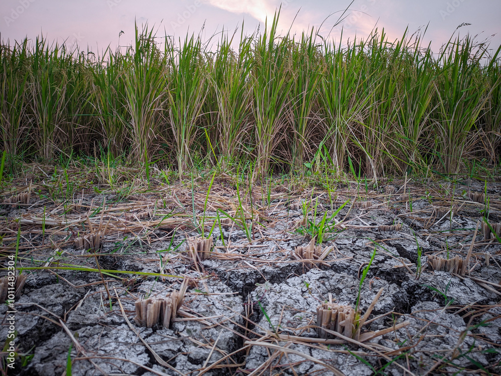 Obraz premium Rice plants growing in rice field experiencing drought due to long dry season,location in Sukoharjo,Central Java, Indonesia.