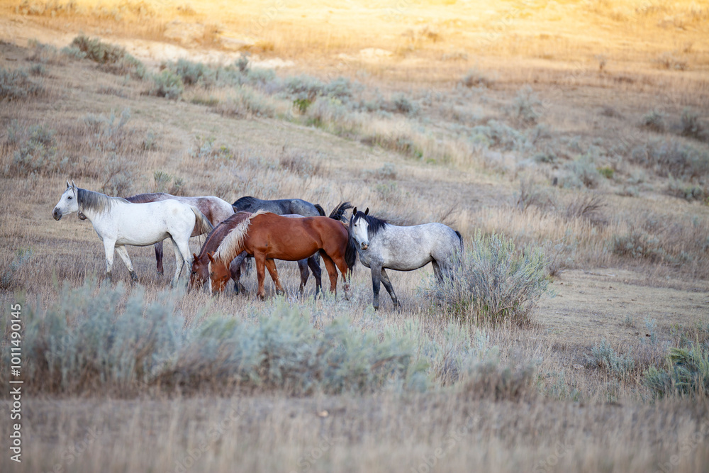 Wild (feral) horses in Theodore Roosevelt National Park, North Dakota Wild (feral) horses in Theodore Roosevelt National Park, North Dakota