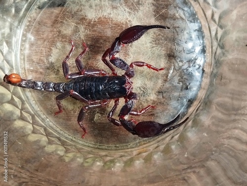 Scorpion is a group of animals with eight feet in the Scorpiones order in the Arachnida class