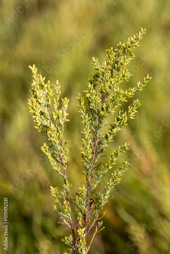 macrophotographie de fleur sauvage - Armoise poisseuse - Artemisia campestris