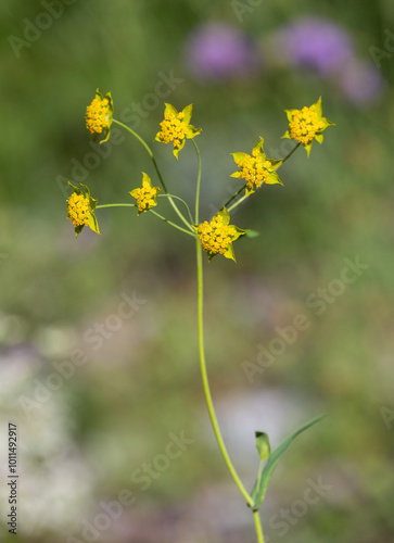 macrophotographie de fleur sauvage - Buplèvre fausse renoncule - Bupleurum ranunculoides photo