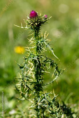 macrophotographie de fleur sauvage - Chardon épineux - Carduus acanthoides photo