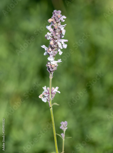 macrophotographie de fleur sauvage - Népéta à feuilles lancéolées - Nepeta nepetella photo