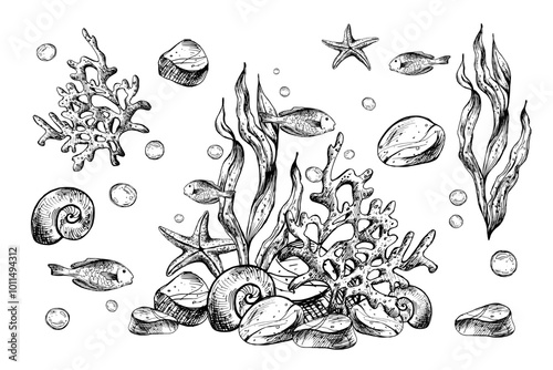 Underwater world clipart with sea animals fishes, shells, coral and algae. Graphic illustration hand drawn in black ink. Set of isolated objects EPS vector.