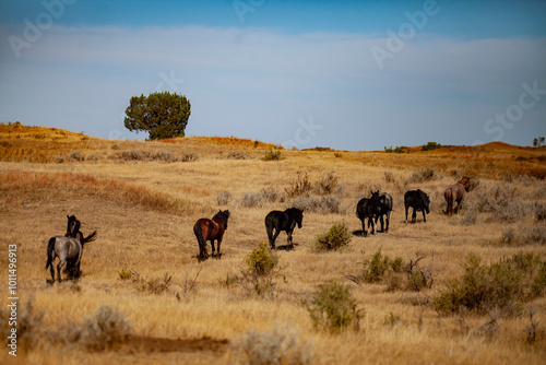 Photography Wild (feral) horses in Theodore Roosevelt National Park, North Dakota