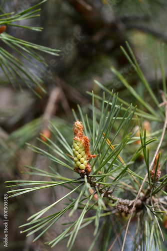 Jack pine branch with buds