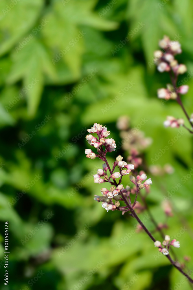 Prince of Silver Coral Bells flowers Prince of Silver Coral Bells flowers