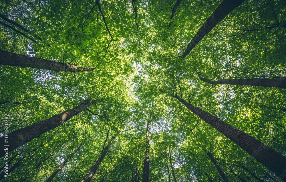 Fototapeta premium Stunning wide-angle view of the canopy from below, showing tall trees with lush green leaves in an ancient forest
