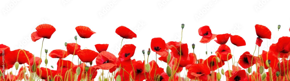 Obraz premium PNG Poppy flower field backgrounds outdoors plant.