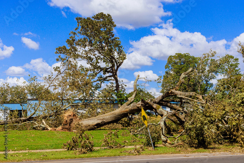 During stormy hurricane, strong winds uprooted tree at ground is damaged everything around