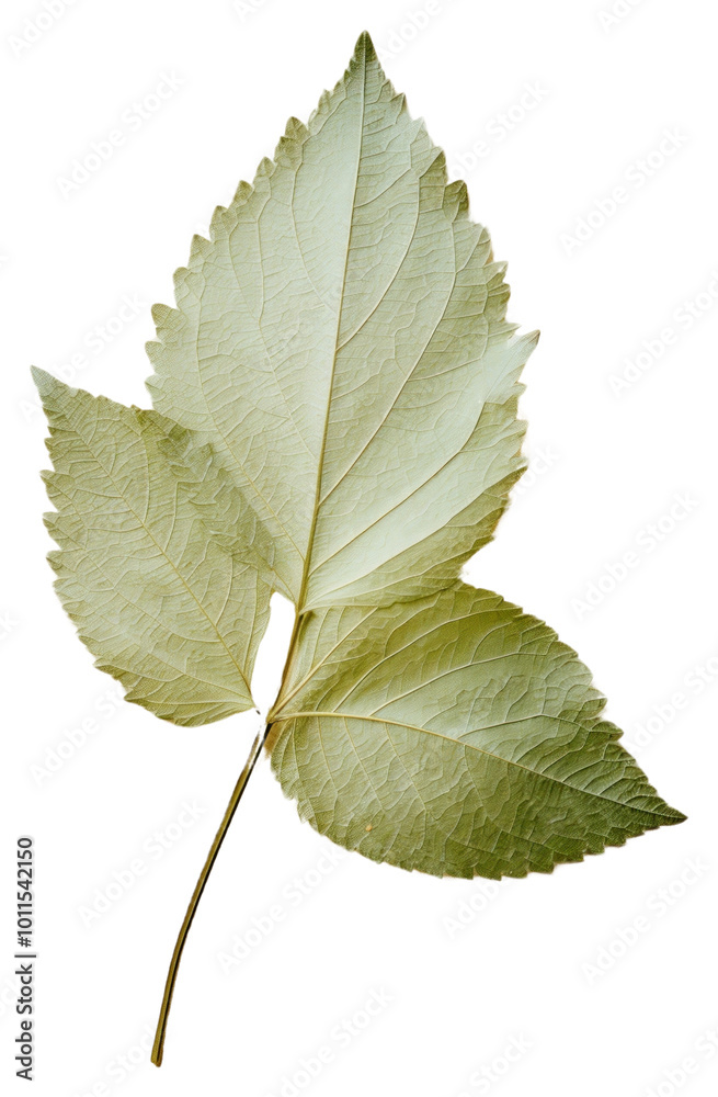 Fototapeta premium PNG Real Pressed a mint leaf plant herbs tree.