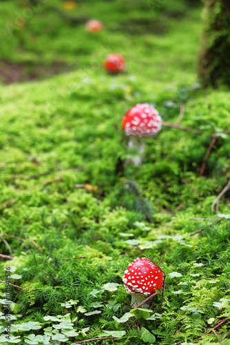 fly agaric, red mushroom, fly agaric on a green lawn, mushrooms in the forest, hallucinogen, poison, dangerous mushroom photo