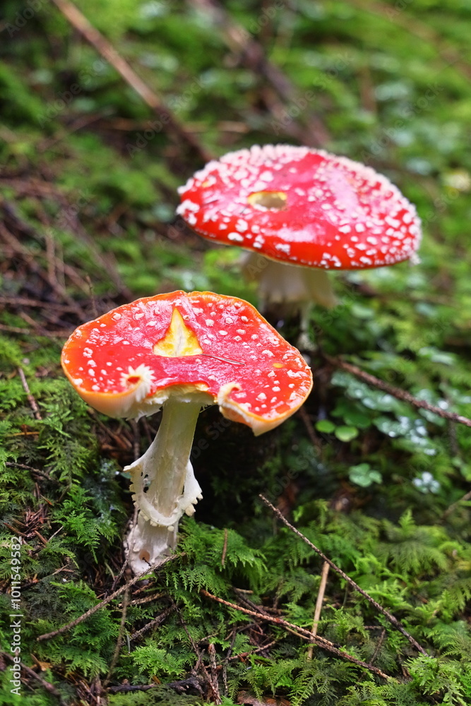 fly agaric, red mushroom, fly agaric on a green lawn, mushrooms in the forest, hallucinogen, poison, dangerous mushroom fly agaric, red mushroom, fly agaric on a green lawn, mushrooms in the forest, hallucinogen, poison, dangerous mushroom