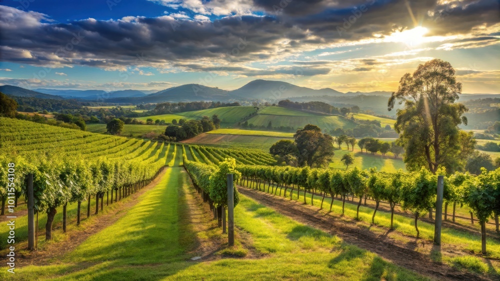 Naklejka premium A vineyard bathed in the golden light of a setting sun, casting long shadows across the rows of grapevines and illuminating the distant hills
