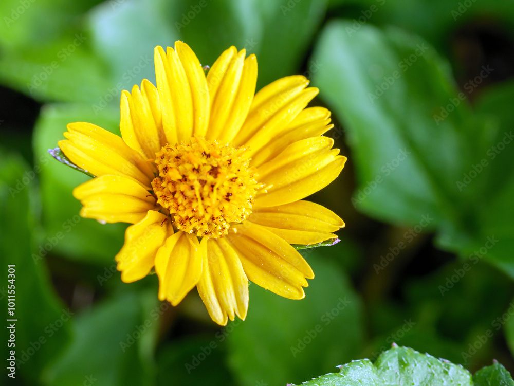 blooming pretty yellow creeping daisy flower, close-up of pollen yellow creeping daisy flower, yellow creeping daisy flowers growing in rainy season blooming pretty yellow creeping daisy flower, close-up of pollen yellow creeping daisy flower, yellow creeping daisy flowers growing in rainy season
