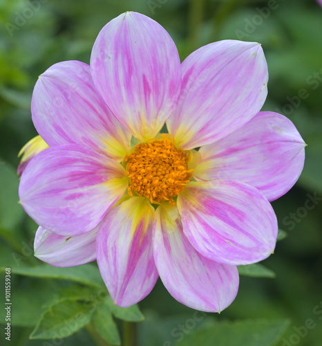 Beautiful close-up of a pink dahlia photo