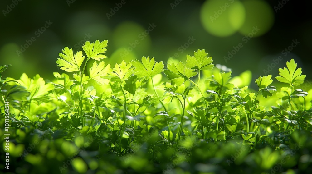 Lush Green Forest Floor with Dappled Light Lush Green Forest Floor with Dappled Light
