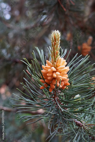 Blüte der Kiefer, Kiefernblüten, Bergkiefer, Waldkiefer, Pinus mugo photo