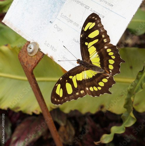 Malachit Schmetterling, Siproeta Stelenes, Metamorpha Stelenes, Passionsfalter - butterfly photo