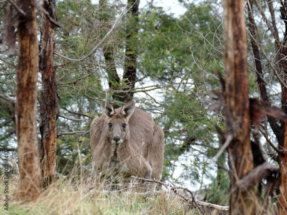 Fototapeta premium kangaroo