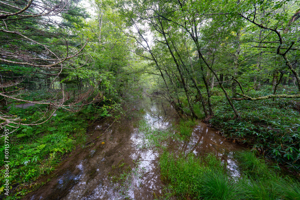 Obraz premium 上高地の風景