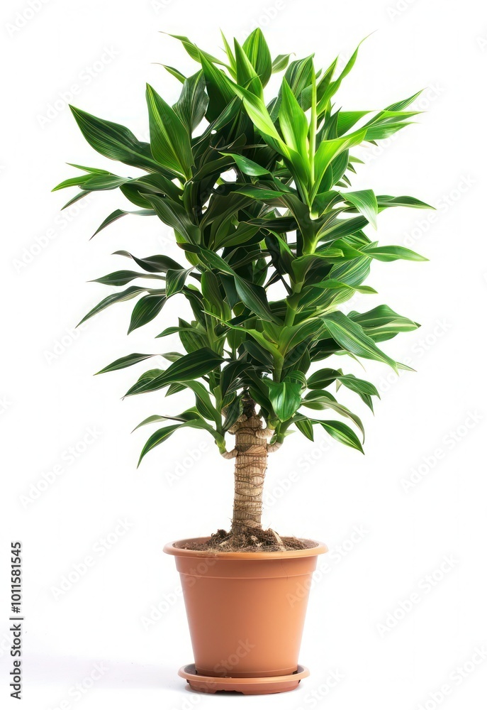 Dracaena trifasciata plant on a pot, isolated on white background