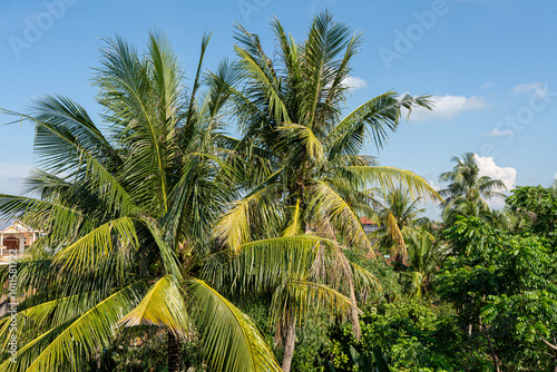 Wallpaper Mural Tropical paradise sun-kissed palms swaying against a vibrant blue sky, with pristine beaches and crystal-clear waters Torontodigital.ca