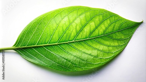 Close-up image of a green leaf with stem