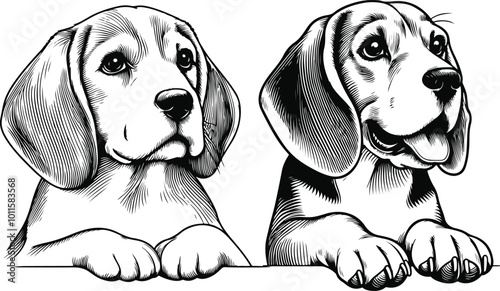 line art beagle dog, Beagle line drawing, vector art, illustrations