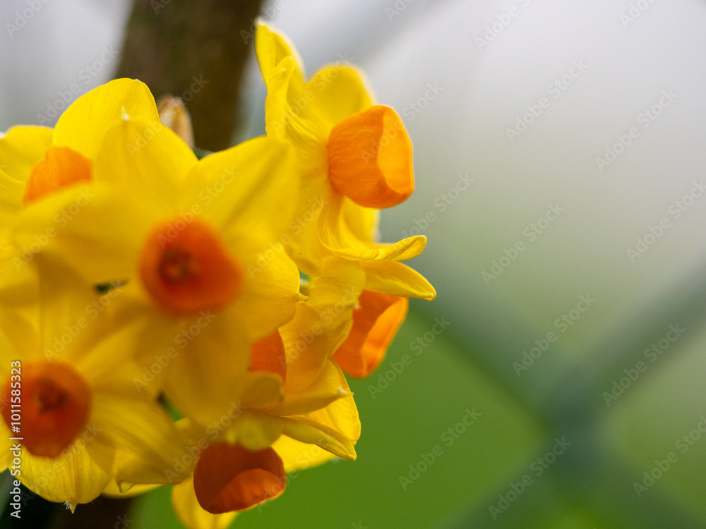 yellow daffodils in spring