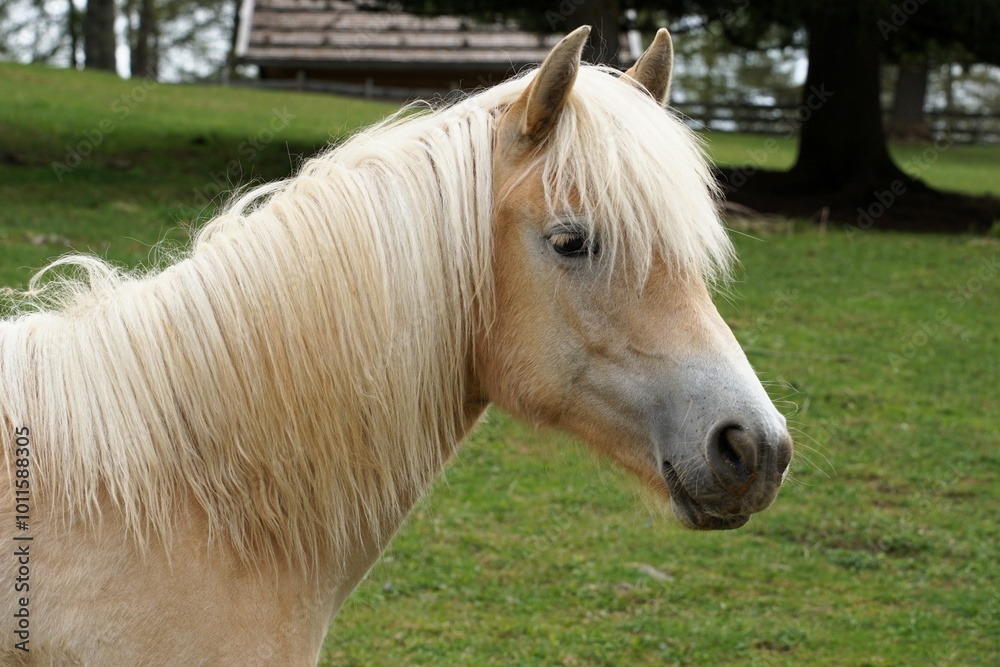 hellbrauner Hafflinger, Kopf vom Pferd mit blonder Mähne in der Seitenansicht