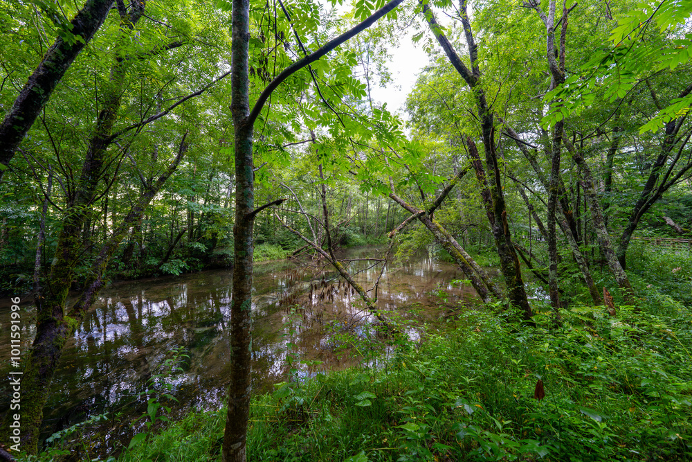 Obraz premium 上高地の風景