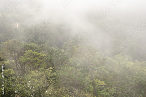 Misty morning in the forest The air is thick with fog creating a sense of mystery and tranquility