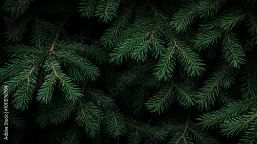 dark green spruce branches dark background