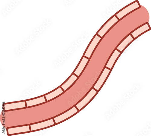 Illustration of a blood vessel cross-section showing layers and structure.