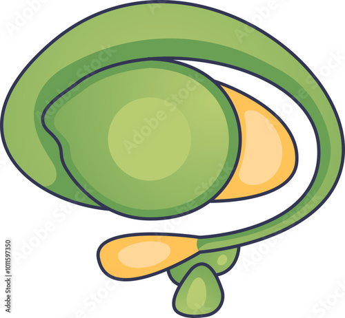 Illustration of brain basal ganglia, highlighting its structure and function.