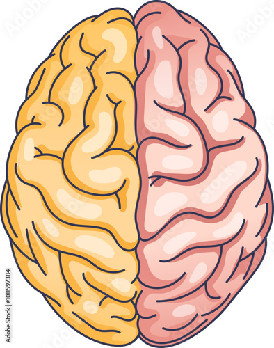 Illustration of a brain's top view showing two hemispheres, symbolizing cognitive functions.