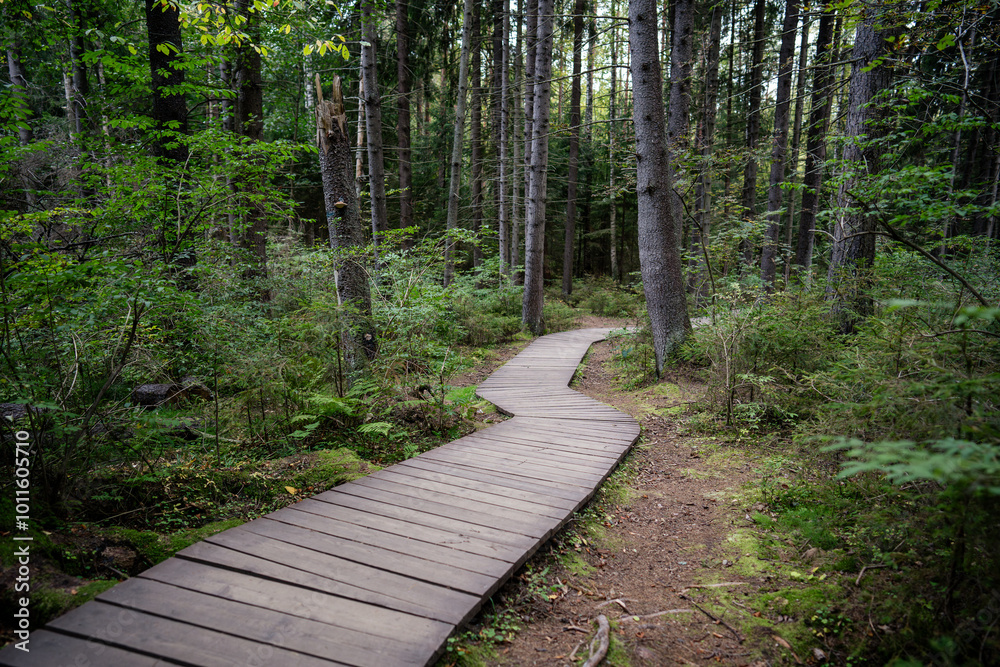 Obraz premium Ecological curve pathway, footpath in national park through dark coniferous spruce forest, natural trail through protected environment, autumn season. Road made of wooden planks in woodland. 