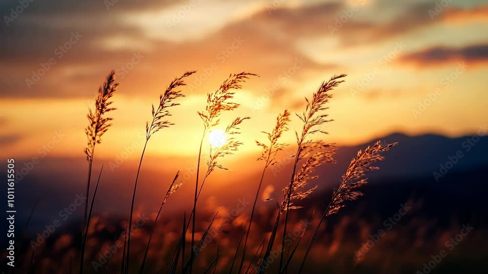 Sunset over wild grasses in nature, calming Sunset over wild grasses in nature, calming
