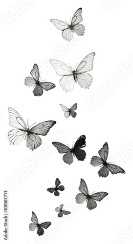 Wallpaper Mural PNG  Photography of butterflies flying black white. Torontodigital.ca
