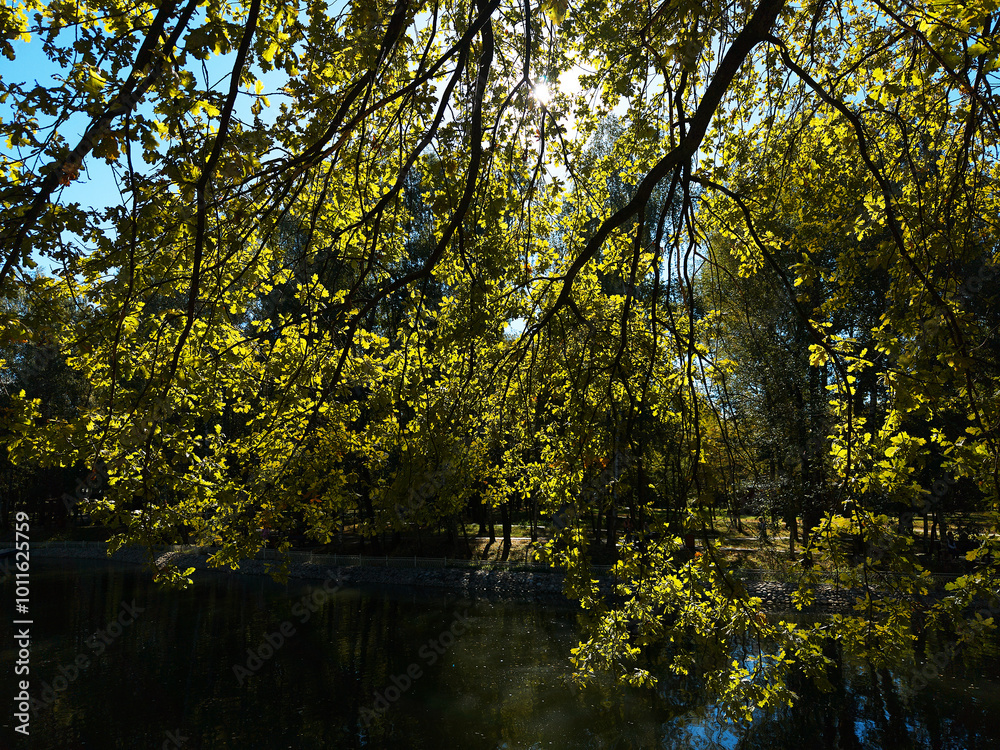 Autumn tree crown above the park lake landscape Autumn tree crown above the park lake landscape