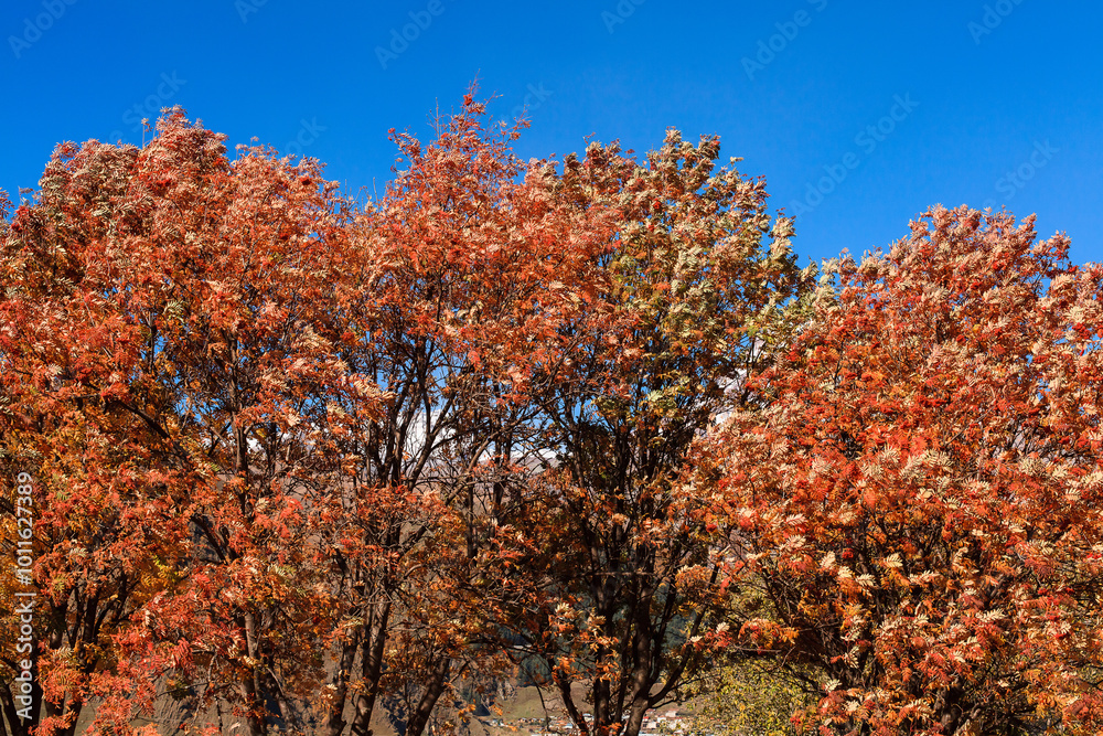 a panoramic view of autumn landscape with mountain hills surrounded by trees with yellow and red foliage at kazbegi stepantsminda in georgia near the foot of mount kazbek a panoramic view of autumn landscape with mountain hills surrounded by trees with yellow and red foliage at kazbegi stepantsminda in georgia near the foot of mount kazbek