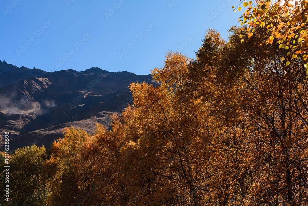 Fototapeta premium a panoramic view of autumn landscape with mountain hills surrounded by trees with yellow and red foliage at kazbegi stepantsminda in georgia near the foot of mount kazbek