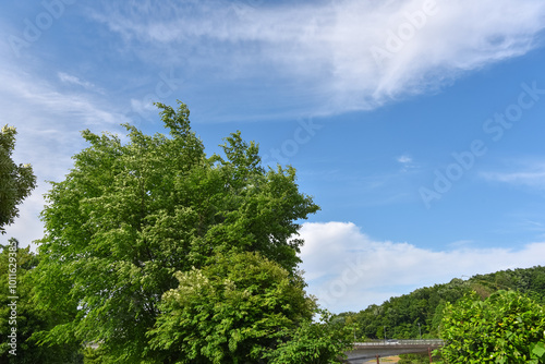 新緑の木々と青い空