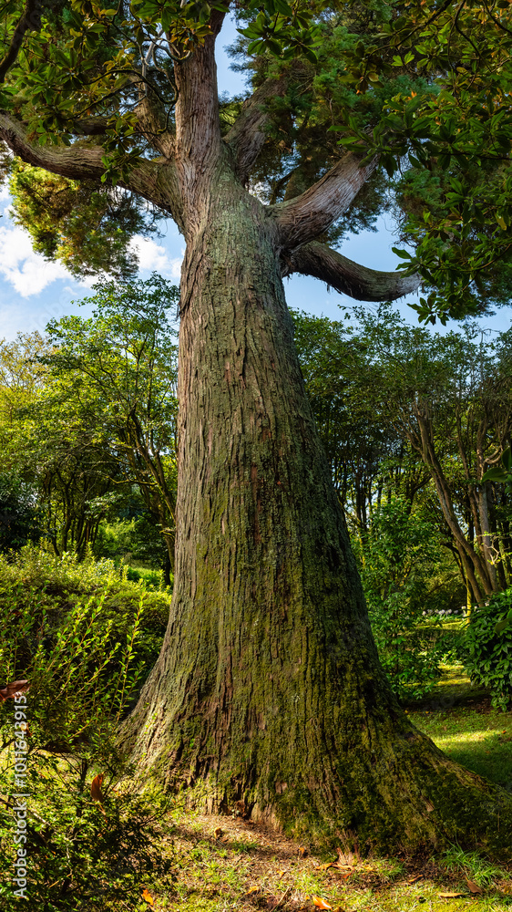 Fototapeta premium Huge trunk of a sequoia tree in the gardens of the Pazo de Oca palace, Galicia.