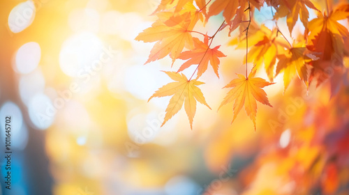 Autumn leaves glistening in the warm sunlight of a serene forest in the early evening