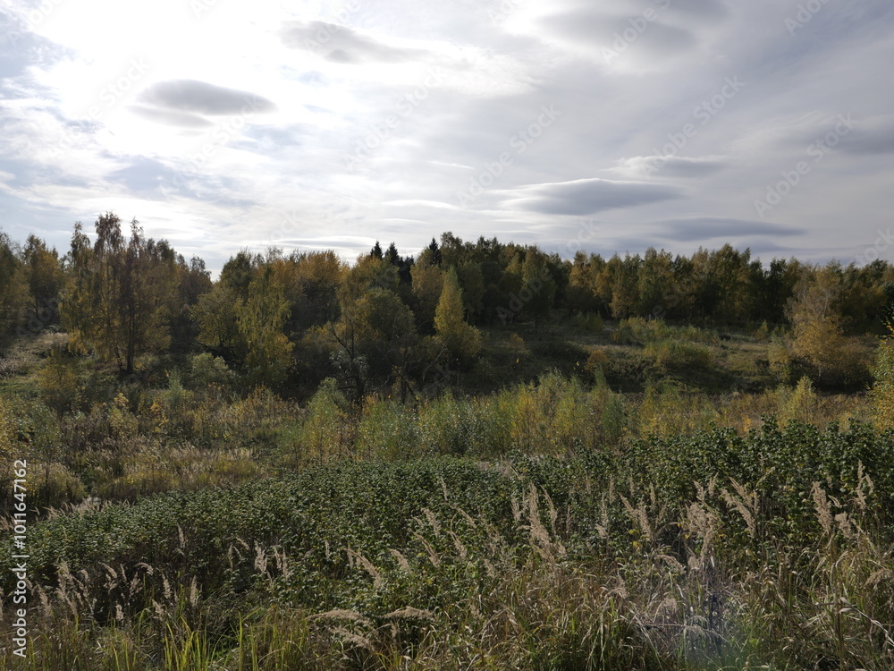 Obraz premium forest in autumn