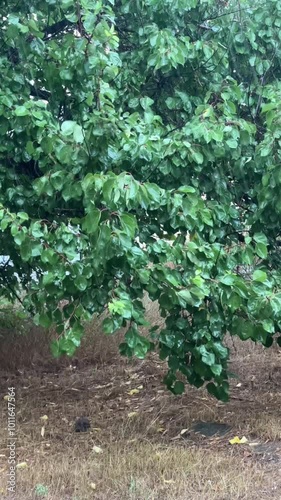 heavy rain falls on a green big tree